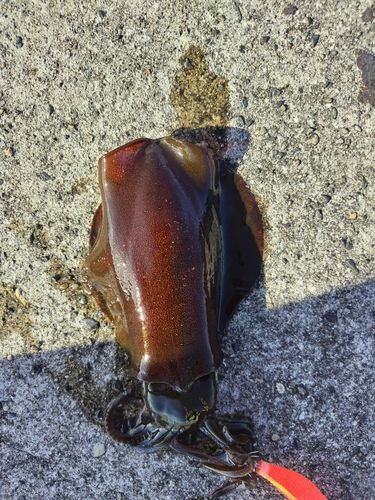 網代浜海水浴場