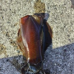 アオリイカ