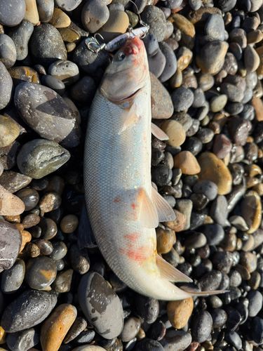 ウグイの釣果