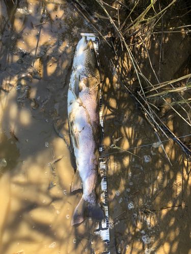 イトウの釣果