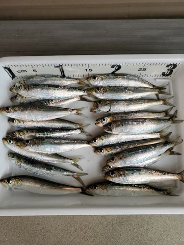 イワシの釣果
