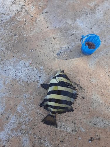 イシダイの釣果