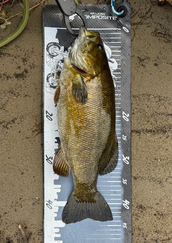 スモールマウスバスの釣果