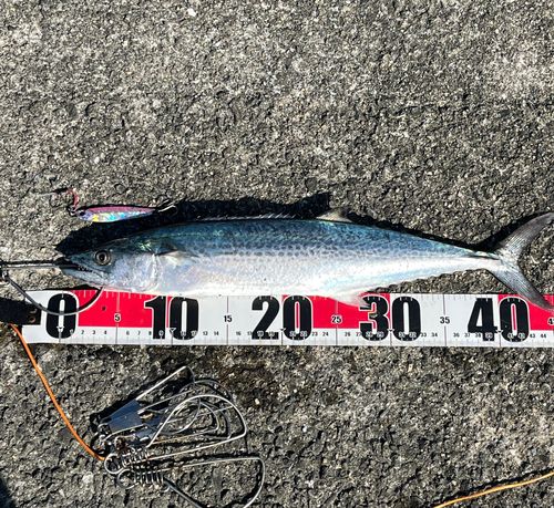 サゴシの釣果