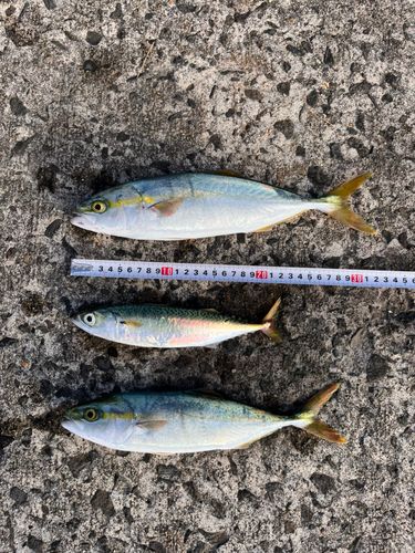 ワカシの釣果