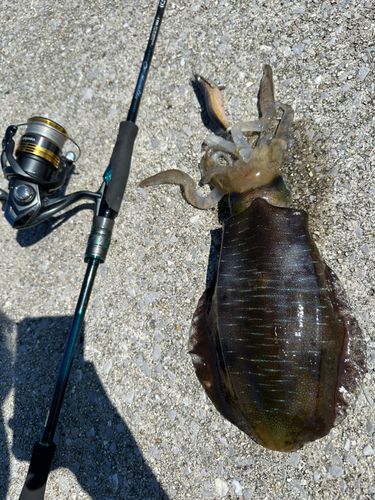 アオリイカの釣果