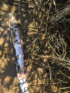イトウの釣果