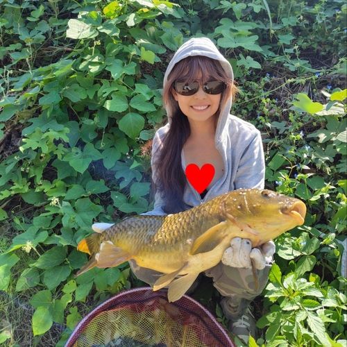 コイの釣果