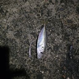 アジ