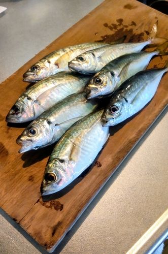 アジの釣果