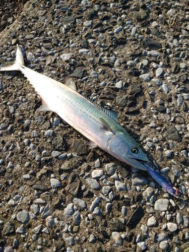 サゴシの釣果