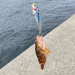 カサゴ