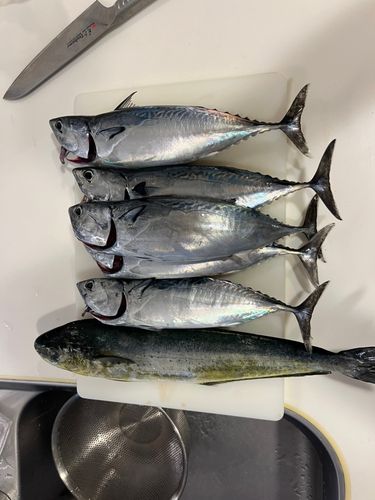 葉山釣り具センター付近