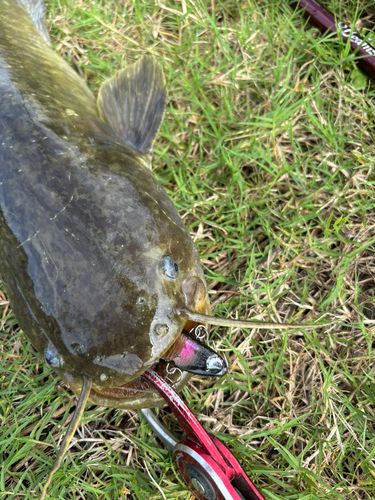 ナマズの釣果
