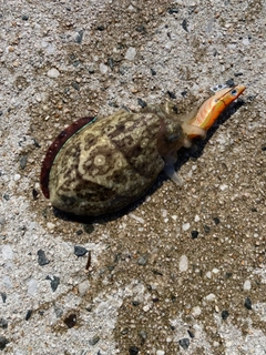 コウイカの釣果