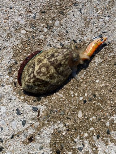 コウイカの釣果