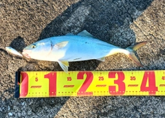 ヤズの釣果