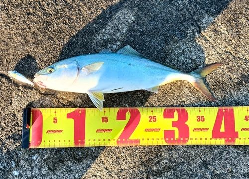 ヤズの釣果