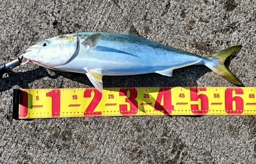 ハマチの釣果
