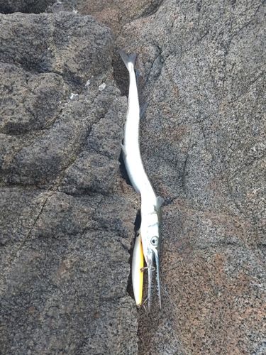 ダツの釣果
