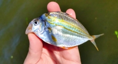 ヒイラギの釣果