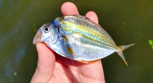 ヒイラギの釣果