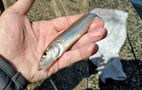 キスの釣果