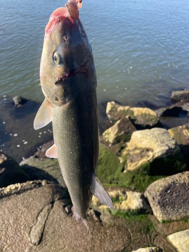 ウグイの釣果