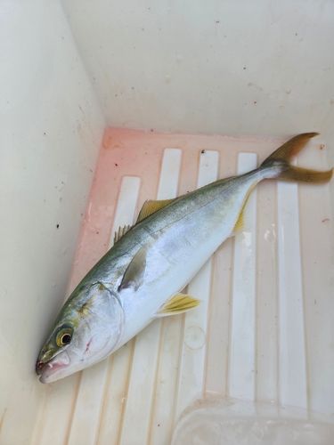 ワカシの釣果