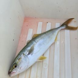 ワカシ