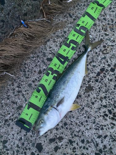 ワラサの釣果