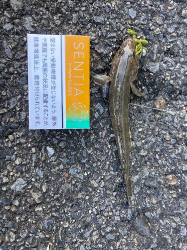 ハゼの釣果