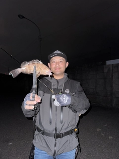 オオモンハタの釣果