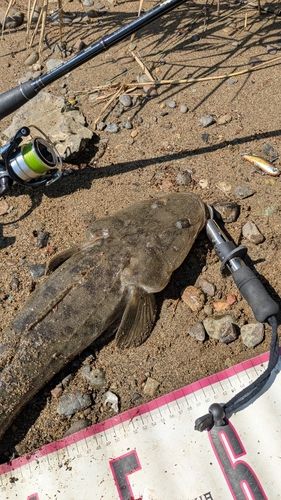 マゴチの釣果