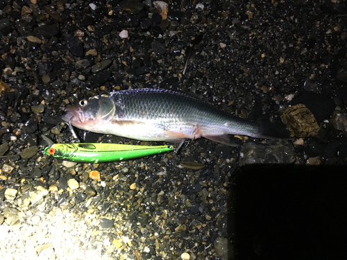 ハスの釣果