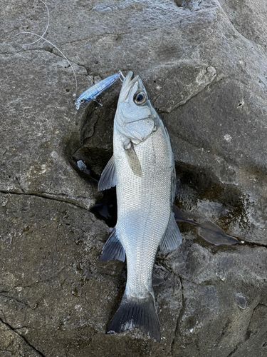 ヒラスズキの釣果