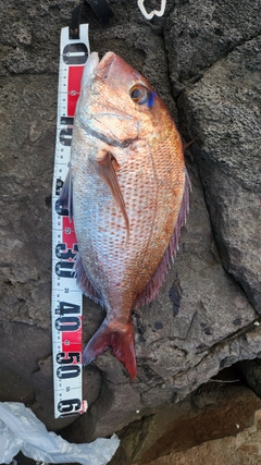 マダイの釣果