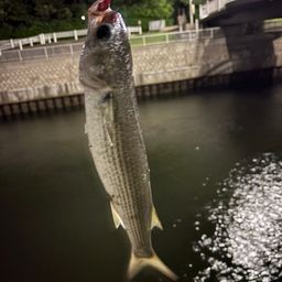 ボラ