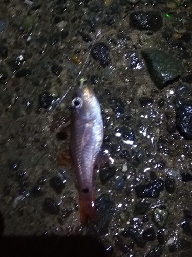 ネンブツダイの釣果