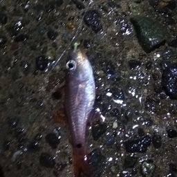 ネンブツダイ