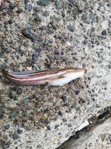 ゴンズイの釣果