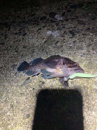 ソイの釣果