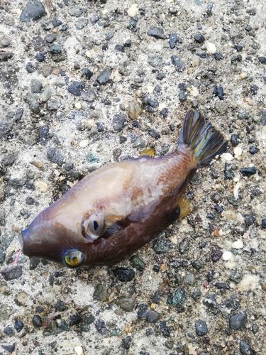 キタマクラの釣果