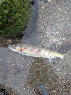 アキアジの釣果