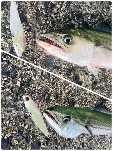 サゴシの釣果