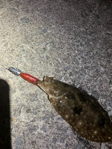 ヒラメの釣果