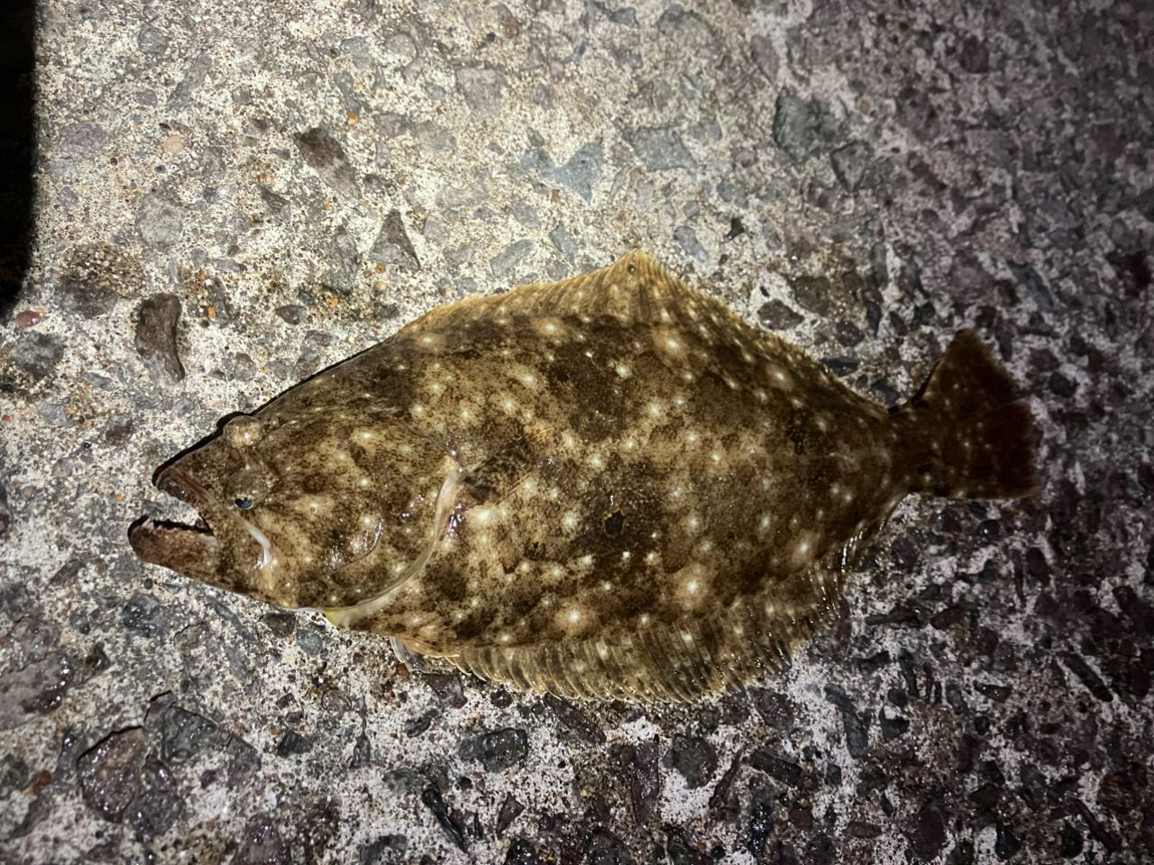 ヒラメ