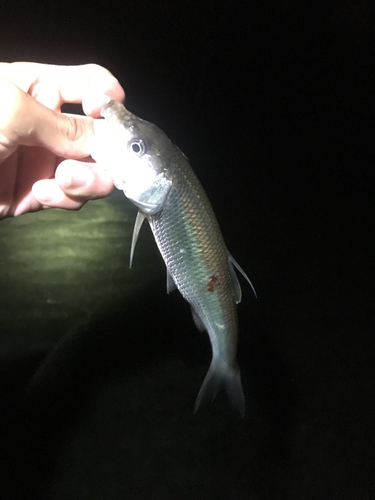 ハスの釣果