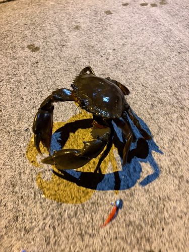 ノコギリガザミの釣果