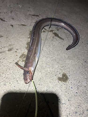 アナゴの釣果
